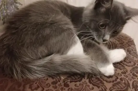 Найдена кошка, Псков, фото: Котенок найден: Северная ул., 18, Псков