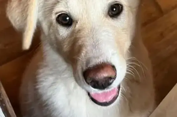 Найдена собака, , фото: Найдена собака, 3 мес., МО