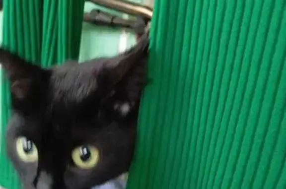 Пропала чёрная кошка, 20 Строитель