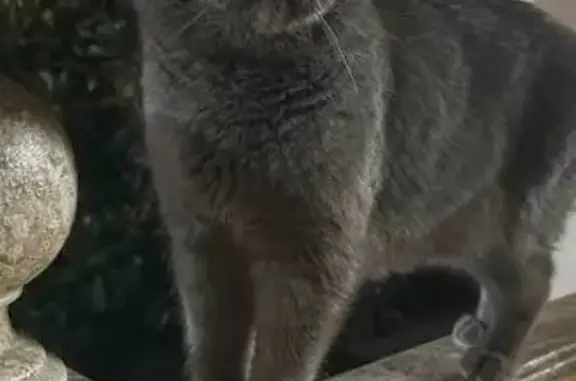 Кошки потеряшки, Ташкент, фото: Потеряшка кошка, Газалкент 134, Ташкент