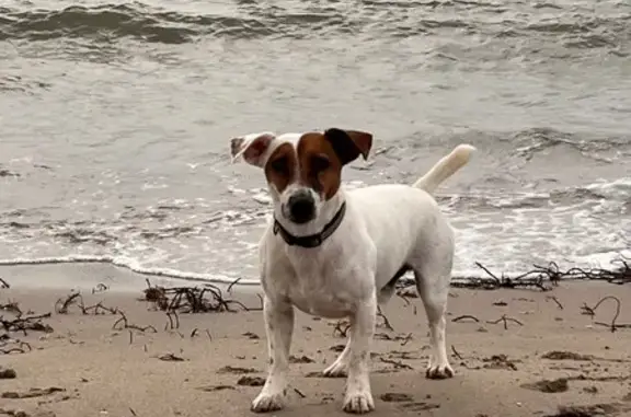 Собаки потеряшки, , фото: Потеряшка собака, Морская ул., Заозёрное