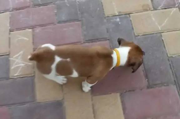 Собаки потеряшки, Славянск-на-Кубани, фото: Потеряшка собака, ул. Суворова 29, Славянск