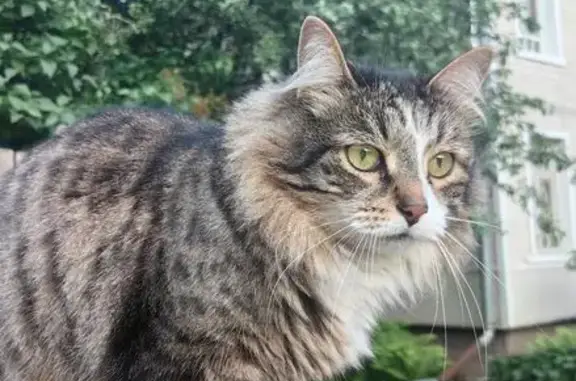 Кошки потеряшки, Вологодская область, фото: Потеряшка кошка, Вологодская область