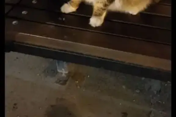 Объявления о пропавших и найденных животных, Тобольск, фото: Кошка найдена: Ершова, 20Д, Тобольск