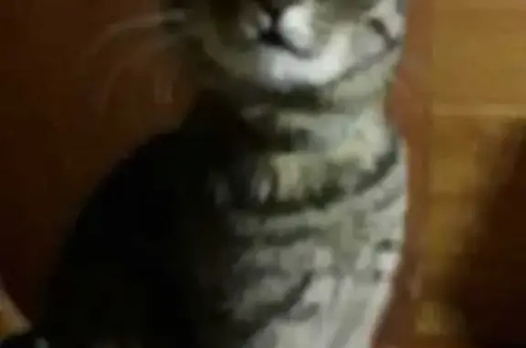 Пропала кошка, Песчаная ул. 8, Бердск