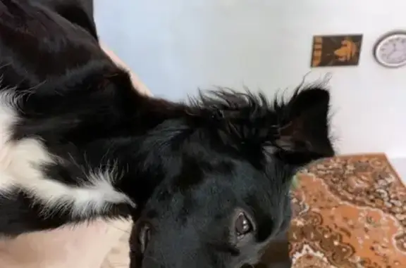 Пропала собака на Краснознамённой, 241А