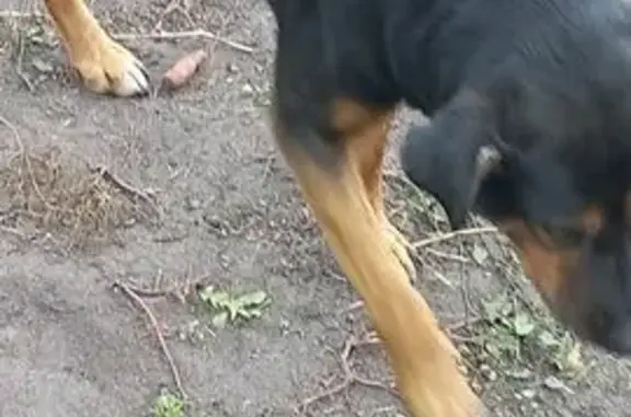 Найдена собака, Парижская Коммуна, фото: Найдена собака, ул. Пушкина 47