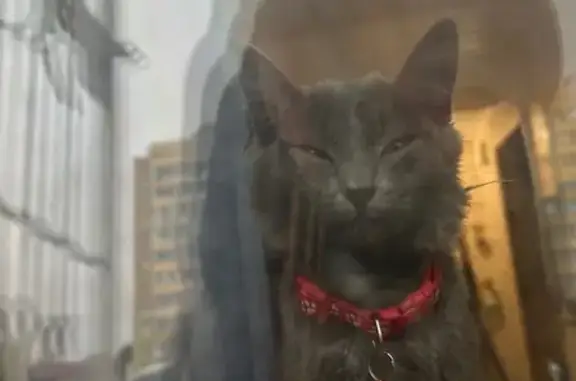 Пропала кошка на ул. Ляпустина, 10А