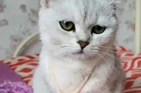 Пропала кошка, ул. Собино, 126, Ростов-на-Дону