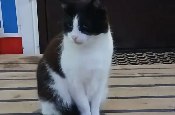 Найдена кошка, , фото: Кошка найдена у магазина, Западная ул.
