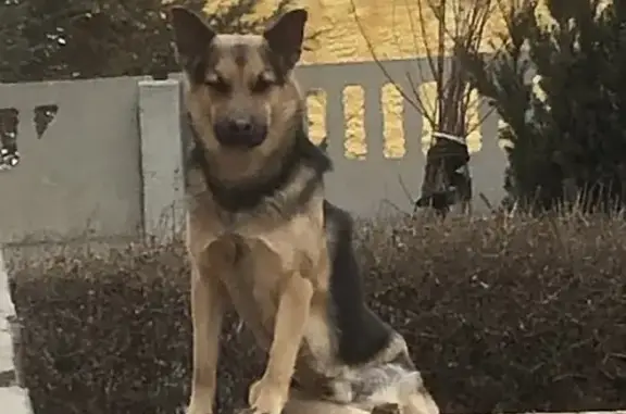 Пропала собака Пират, Ерзовка, Волгоградская обл.
