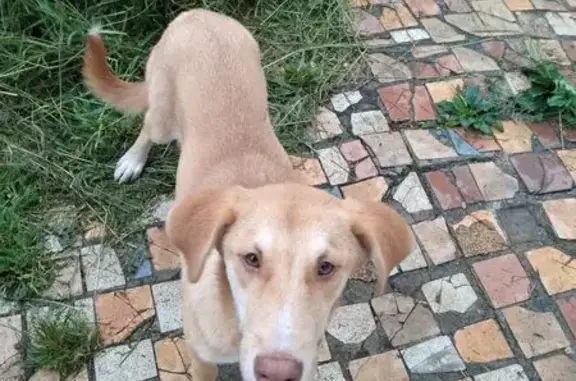 Найдена собака, , фото: Рыжая собака найдена: СТ 