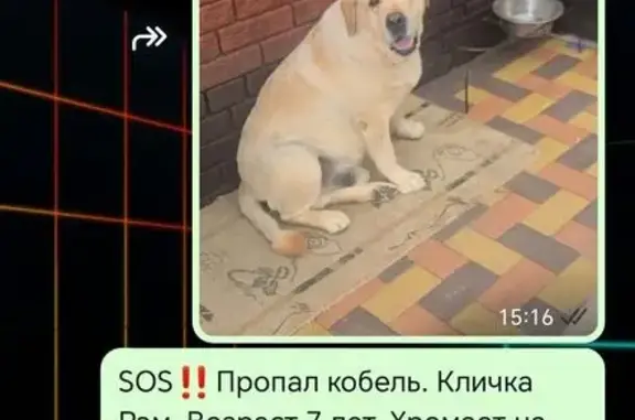 Пропала собака, Советская ул., Красный