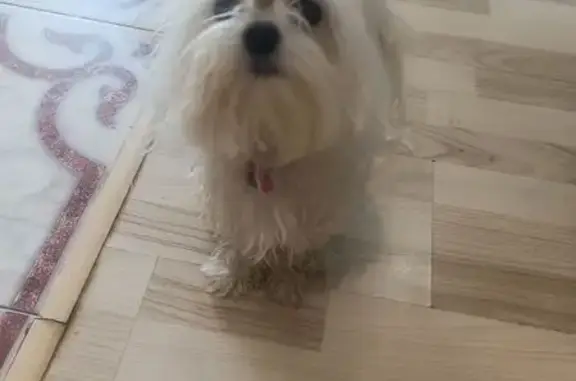 Найдена собака, Севастополь, фото: Собака найдена, пр. Нахимова, Севастополь