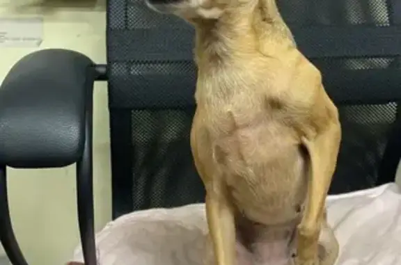 Найдена собака, ул. Закруткина, 21, РнД