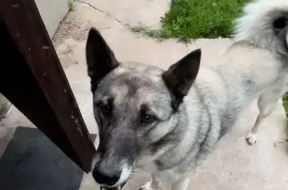 Пропала лайка в лесу, Нытва, Пермский край