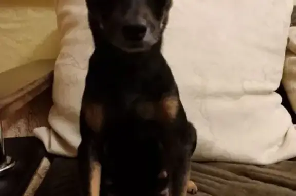 Собаки потеряшки, Каневская, фото: Потеряшка собака на ул. Терешковой, Каневская