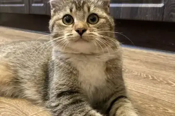 Найдена кошка, Санкт-Петербург, фото: Найдена кошка, пр. Авиаконструкторов, 47