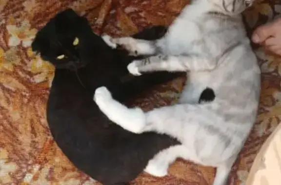 Кошки потеряшки, Сургут, фото: Потеряшка кошка, ул. Крылова, 32, Сургут