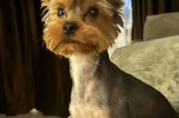 Пропала собака, Овражная ул., Оренбург