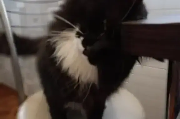 Кошки потеряшки, Медвежьегорск, фото: Потеряшка кошка, ул. Урицкого 10А, Медвежьегорск