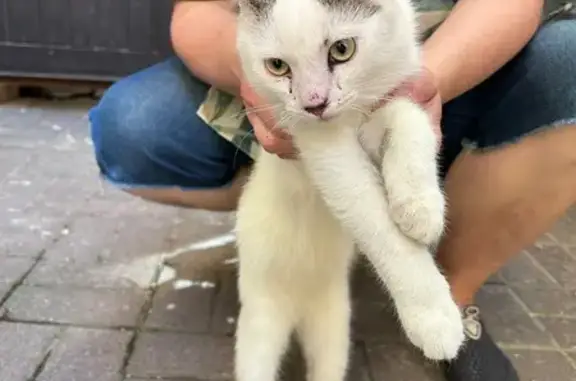 Кошка найдена: Верейская ул. 29, СПб