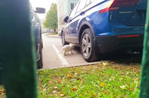 Кошка найдена: Южнобутовская ул, 68