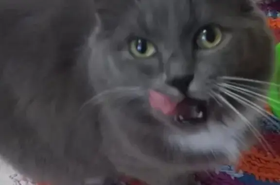 Кошки потеряшки, Тавда, фото: Потеряшка кошка, ул. Карла Маркса, 1Д