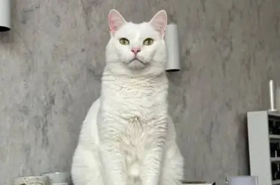 Кошки потеряшки, , фото: Потеряшка белый кот Мелвин, ул. Калинина, 25А