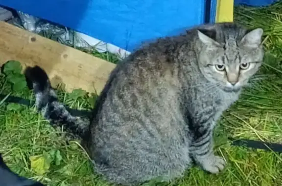 Пропала кошка у Лунной поляны 91Н-016