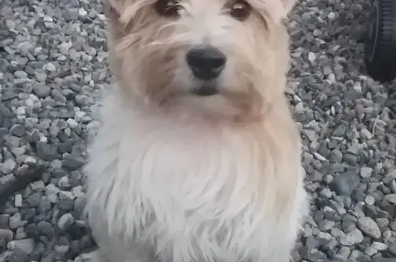 Собаки потеряшки, Томск, фото: Потеряшка собака, Томск, Комсомольский 13Б