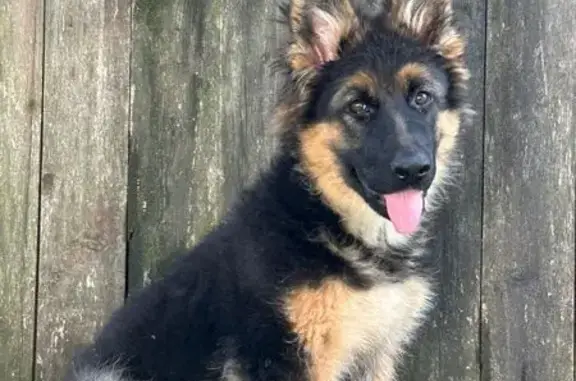 Пропала овчарка, Р-23, Псковская обл.