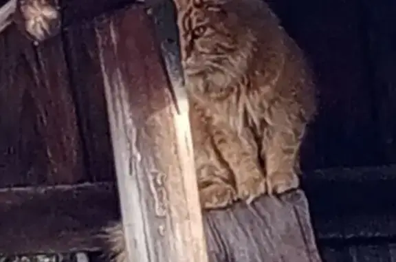 Найдена кошка, Курган, фото: Найдена кошка, ул. Грицевца 26, Курган