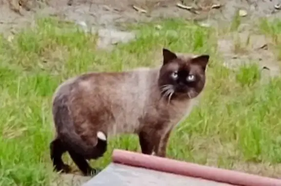 Найденные животные Томск, фото: Кот найден, Ботанический пер., Томск