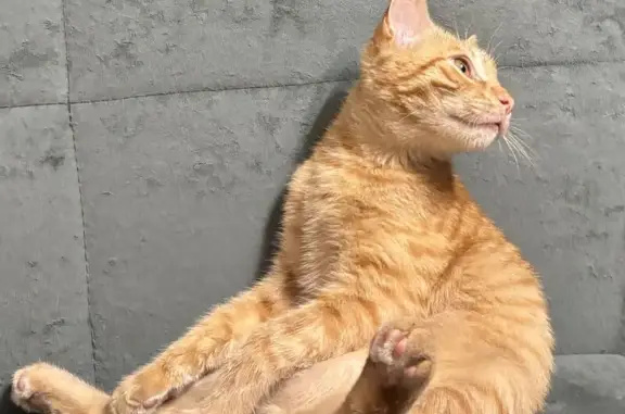 Пропал котик, Заречная ул., 10