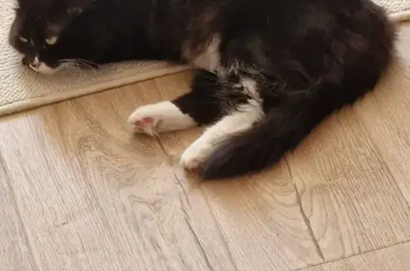 Кошка пропала, Пролетарская 2Б, Иноземцево