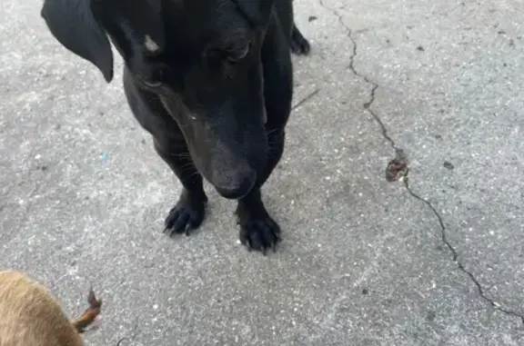 Найдена собака, , фото: Найдена собака, Водопойное, Крым