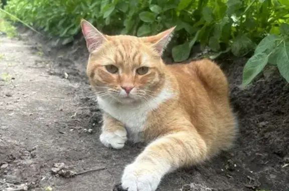 Кошки потеряшки, Московская область, фото: Потеряшка кошка, Повадино, МО