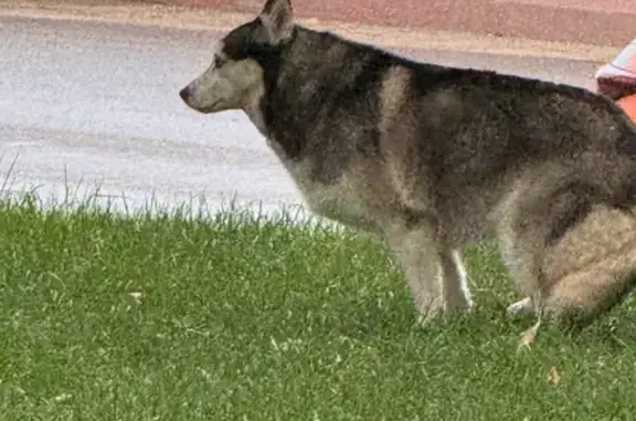 Хаски найдена, Шелепихинская наб., 20