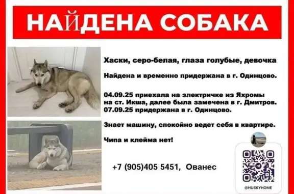 Найдена хаски, Одинцово, МО