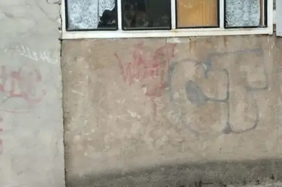 Трехцветная кошка найдена у Терешковой, 17