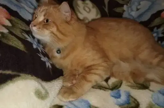 Кошки потеряшки, , фото: Потеряшка рыжая кошка на Носовихинском шоссе