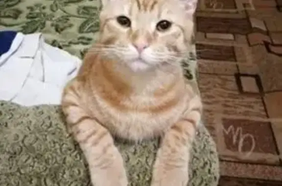 Пропала кошка, ул. Большая Санкт-Петербургская