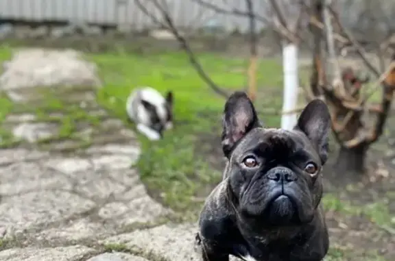 Собаки потеряшки, Кувандык, фото: Потеряшка собака, Хлебный пер., Кувандык