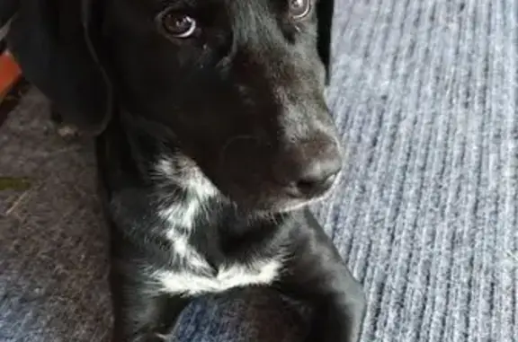 Собаки потеряшки, Кратово, фото: Потеряшка собака, ул. Мичурина, 6А, Кратово