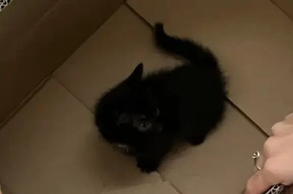 Кошка найдена: ул. Перовской 115, Екб