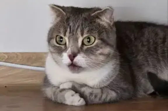 Найденные животные Таганрог, фото: Кошка найдена, Жуковского 3, Таганрог