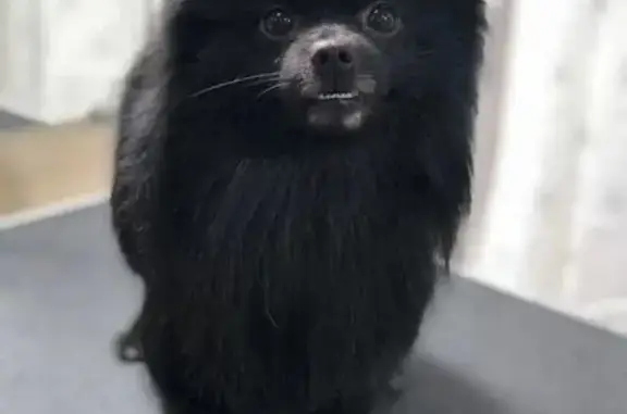 Собаки потеряшки, , фото: Потеряшка собака, Луховицы, МО