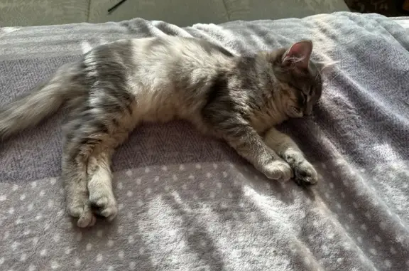 Котенок найден, ул. Ф. Амирхана, Казань