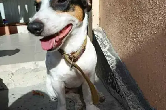 Найдена собака, Ставрополь, фото: Собака найдена, ул. Голенева, Ставрополь